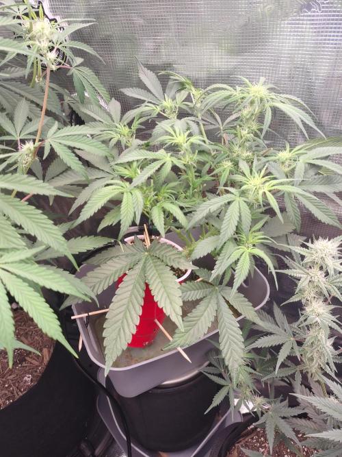 Coco Coir Training: ChocoLope Auto. Week 6