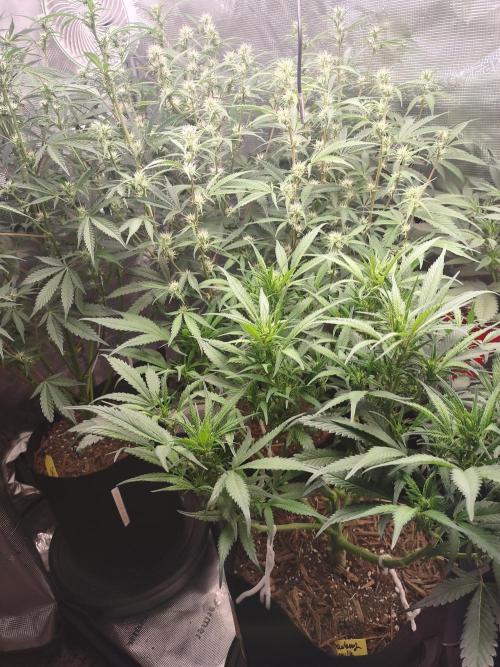 Autos In living Soil. Week 7