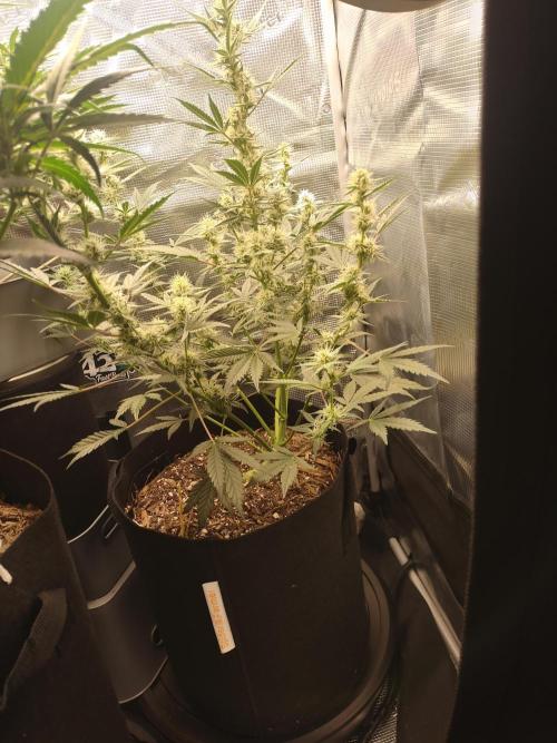 Autos In living Soil. Week 7