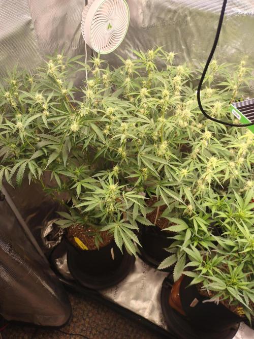 Autos In living Soil. Week 7