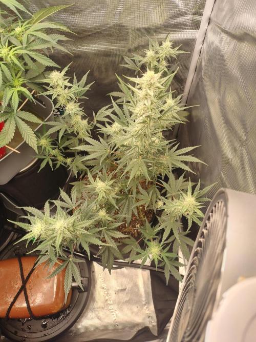 Autos In living Soil. Week 7