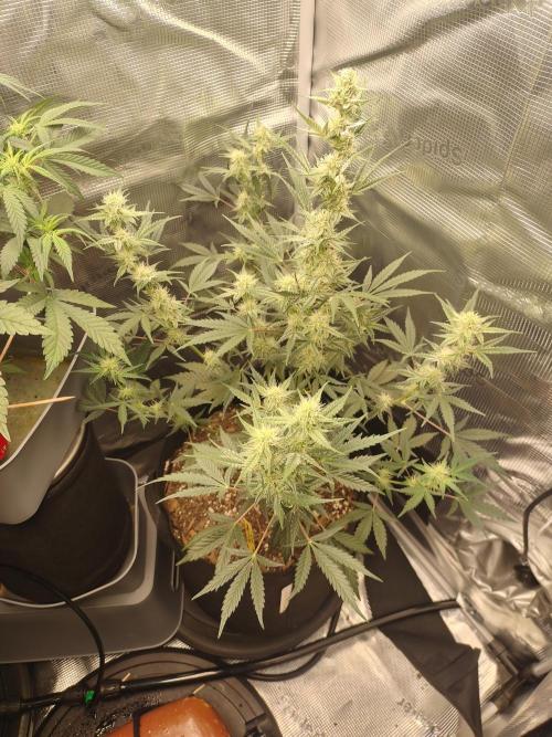 Autos In living Soil. Week 7