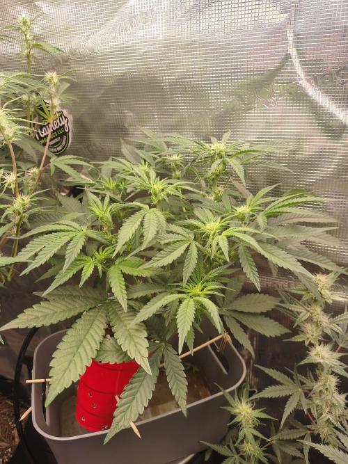 Coco Coir Training: ChocoLope Auto. Week 6