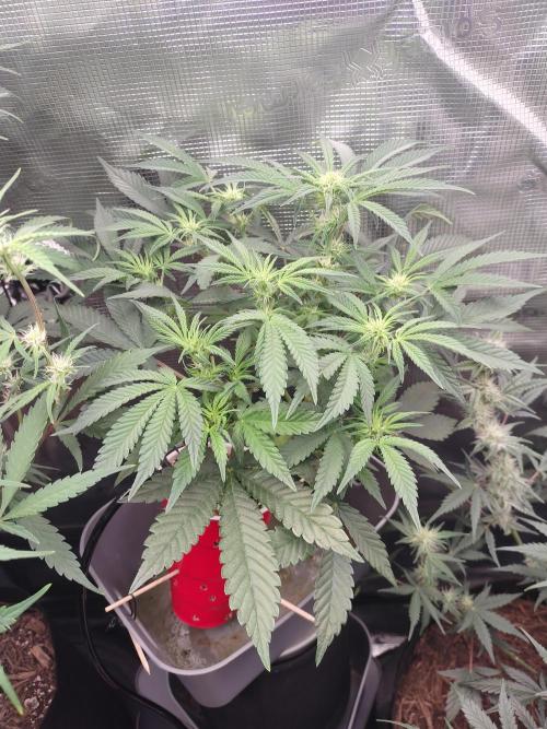 Coco Coir Training: ChocoLope Auto. Week 6