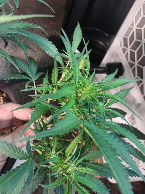 Autos In living Soil. Week 7