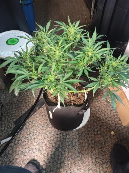 Autos In living Soil. Week 7