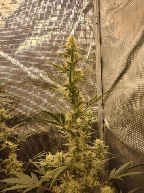 Autos In living Soil. Week 7