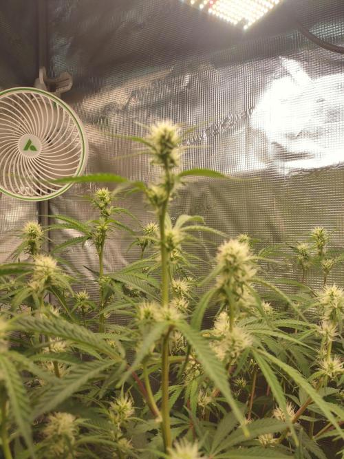 Autos In living Soil. Week 7