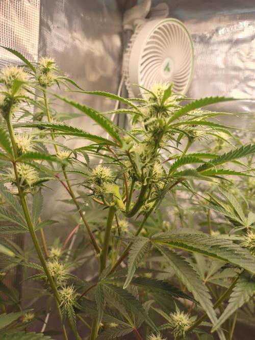 Autos In living Soil. Week 7