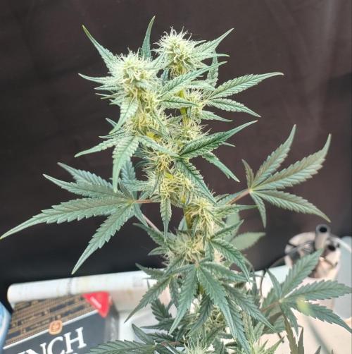 Autos In living Soil. Week 7