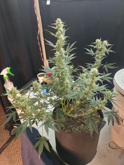 Autos In living Soil. Week 7