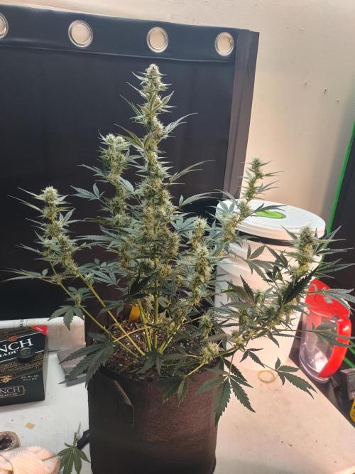 Autos In living Soil. Week 7