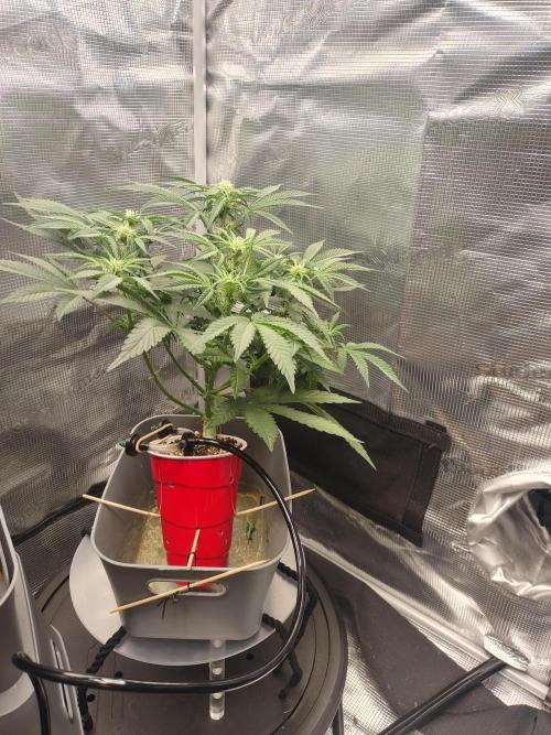 Coco Coir Training: ChocoLope Auto. Week 6 - 1/17 You can't see the arc of the stem but it really was easy like this to train