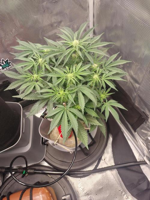 Coco Coir Training: ChocoLope Auto. Week 6 - Talk about a difference!
