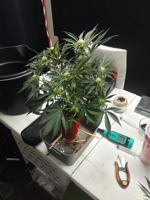 Coco Coir Training: ChocoLope Auto. Week 7