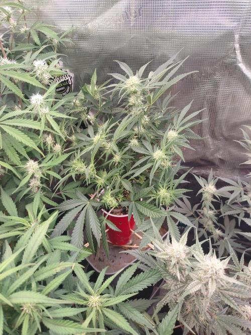 Coco Coir Training: ChocoLope Auto. Week 7