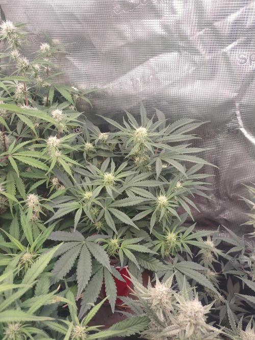 Coco Coir Training: ChocoLope Auto. Week 7