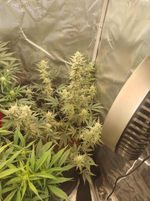 Autos In living Soil. Week 8