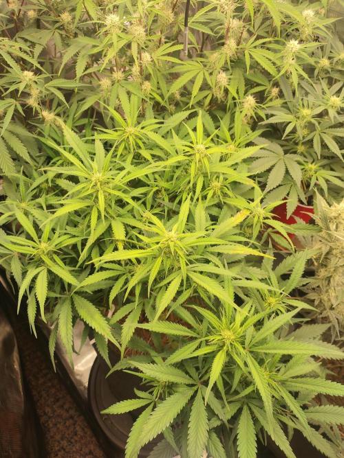 Autos In living Soil. Week 8