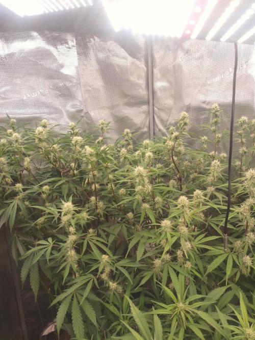 Autos In living Soil. Week 8