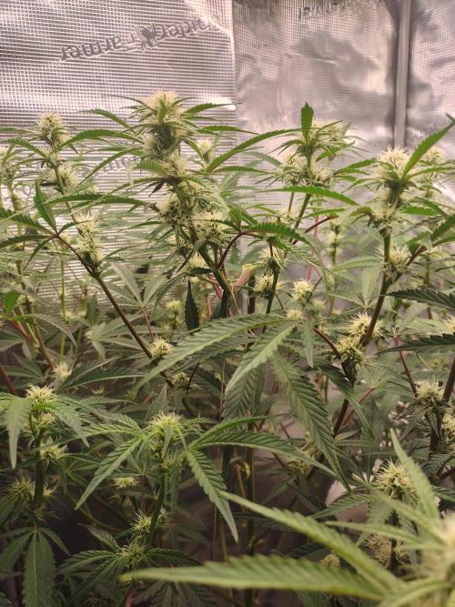 Autos In living Soil. Week 8