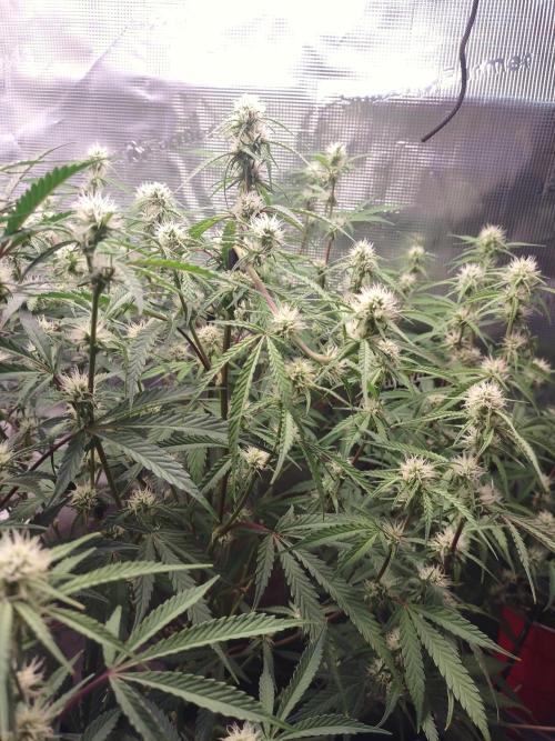 Autos In living Soil. Week 8