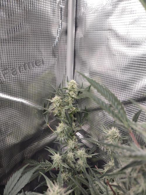 Autos In living Soil. Week 8