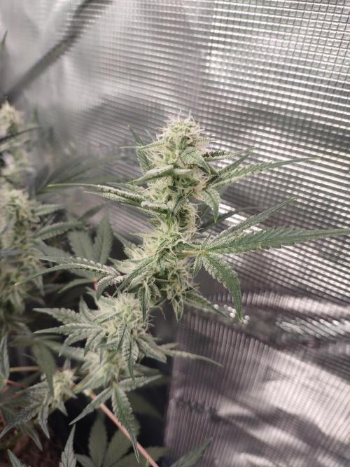 Autos In living Soil. Week 8