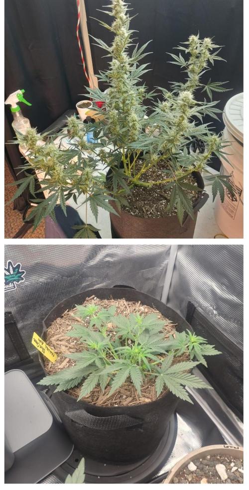 Autos In living Soil. Week 8 - 3 weeks of flowering!! Stretch just stopped. 