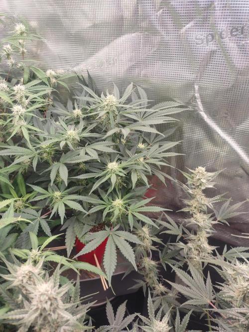 Coco Coir Training: ChocoLope Auto. Week 7