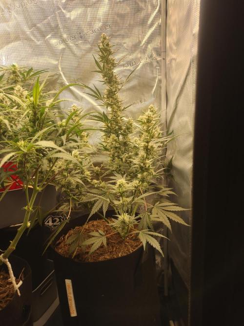 Autos In living Soil. Week 8