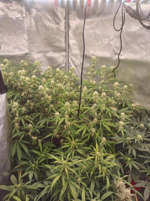 Autos In living Soil. Week 8