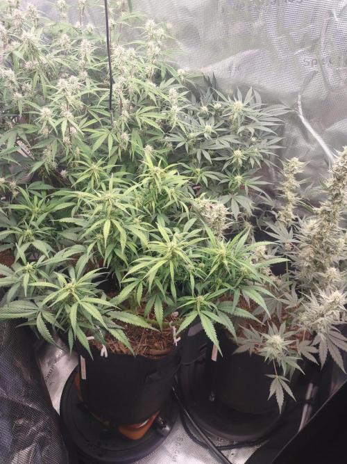 Autos In living Soil. Week 8