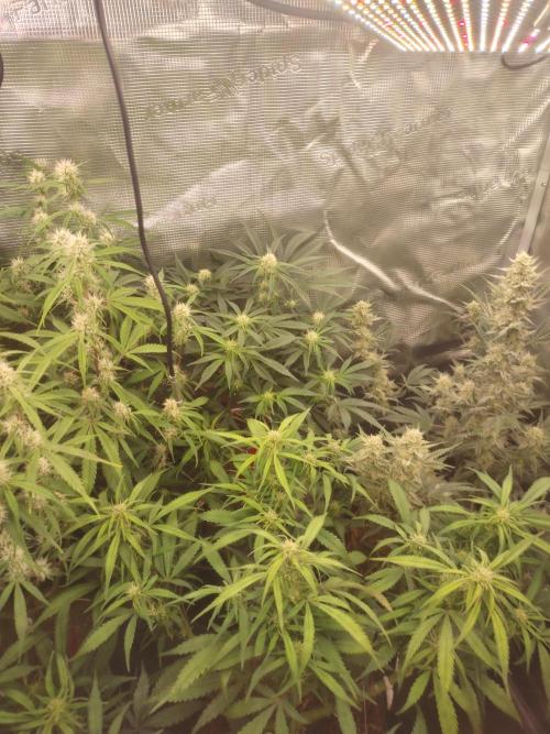 Autos In living Soil. Week 8