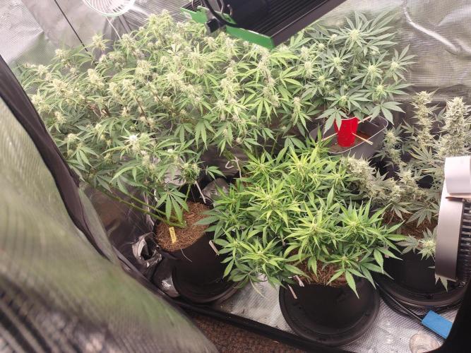 Autos In living Soil. Week 8