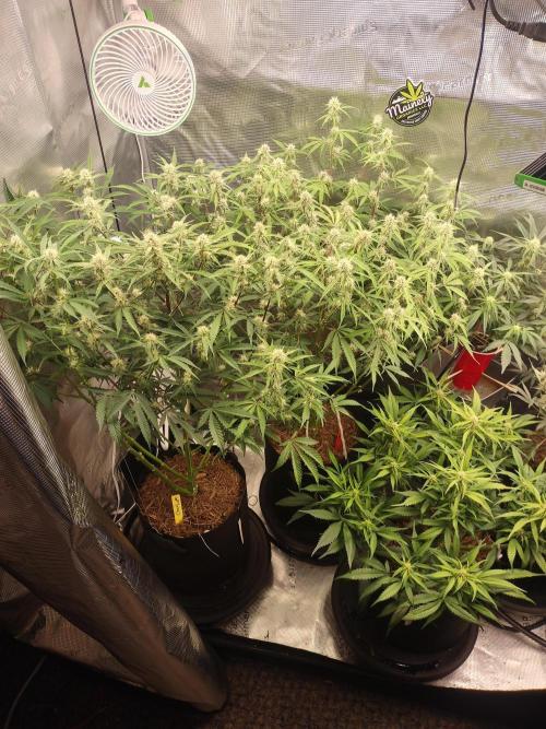 Autos In living Soil. Week 8