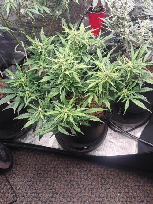 Autos In living Soil. Week 8