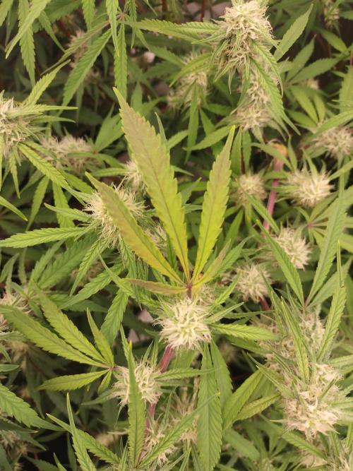 Autos In living Soil. Week 8