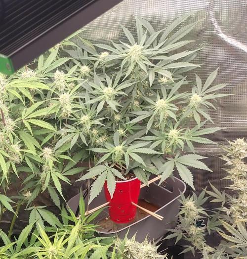 Coco Coir Training: ChocoLope Auto. Week 7