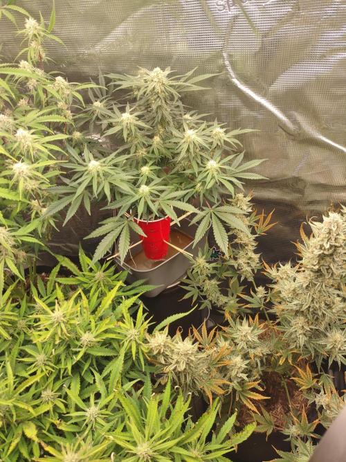 Coco Coir Training: ChocoLope Auto. Week 8