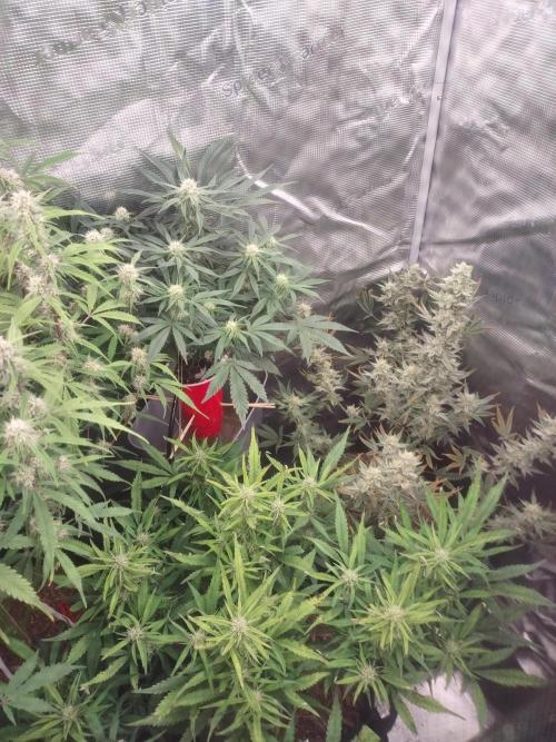 Coco Coir Training: ChocoLope Auto. Week 8