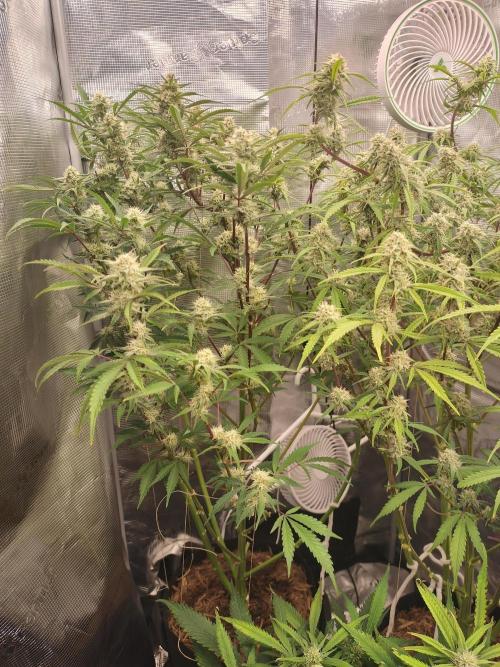 Autos In living Soil. Week 9