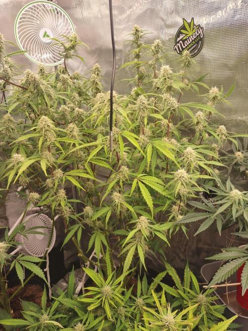 Autos In living Soil. Week 9