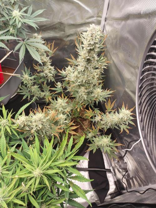 Autos In living Soil. Week 9