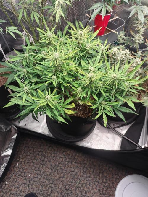 Autos In living Soil. Week 9