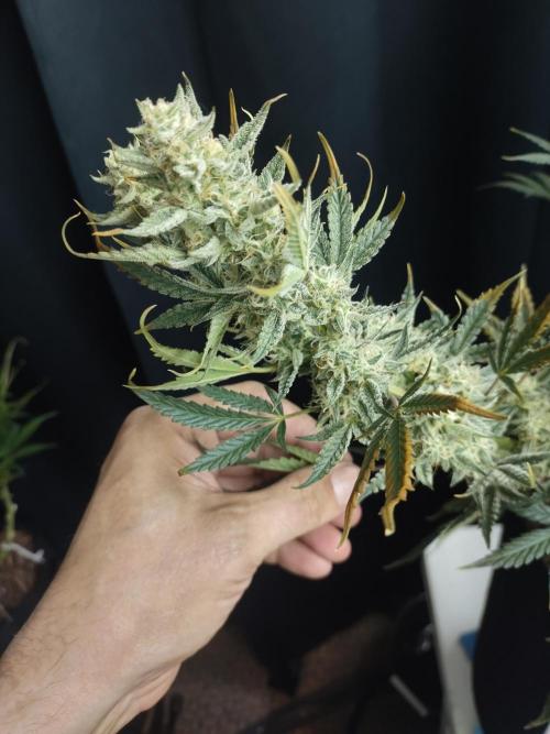 Autos In living Soil. Week 9