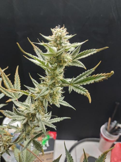 Autos In living Soil. Week 9