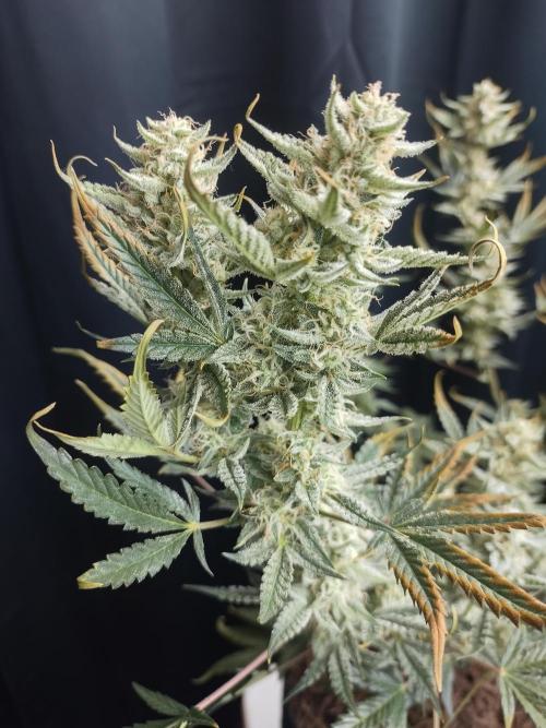 Autos In living Soil. Week 9