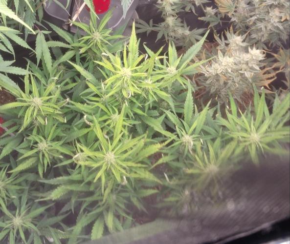 Autos In living Soil. Week 9