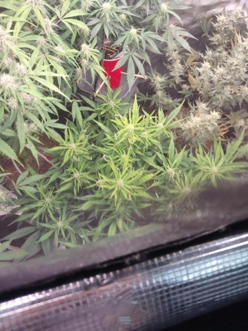 Autos In living Soil. Week 9